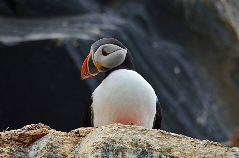 Puffin - North Norway