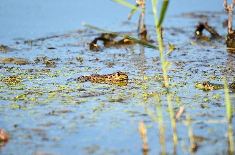 Marsh Frog - Frogs and toads