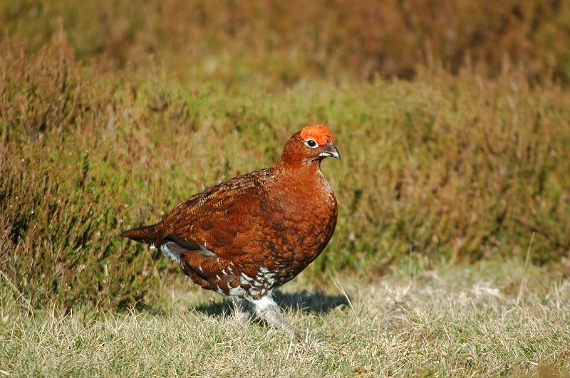Red Grouse - Game birds
