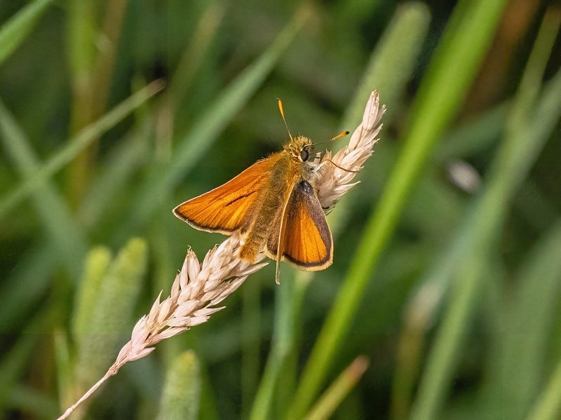 Small Skipper - Butterflies