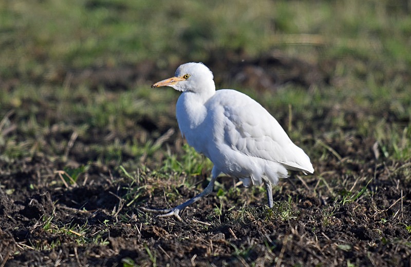 Cattle Egret - Herons and egrets