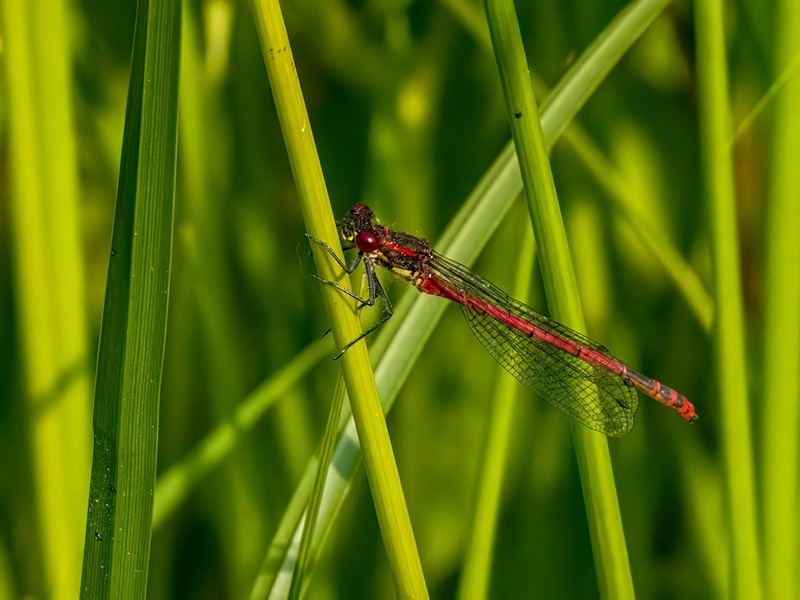 Large Red Damselfly - Dragonflies and damselflies