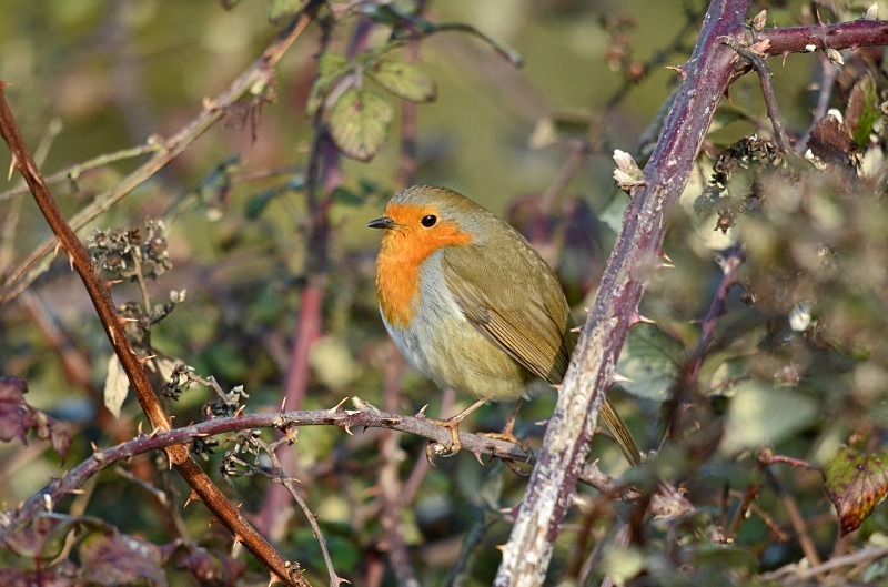 Robin - Robins