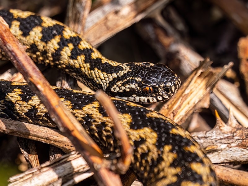 Adder - Snakes