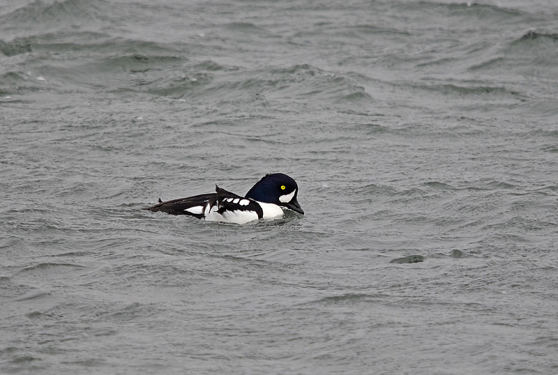 Barrow's Goldeneye - North east Iceland