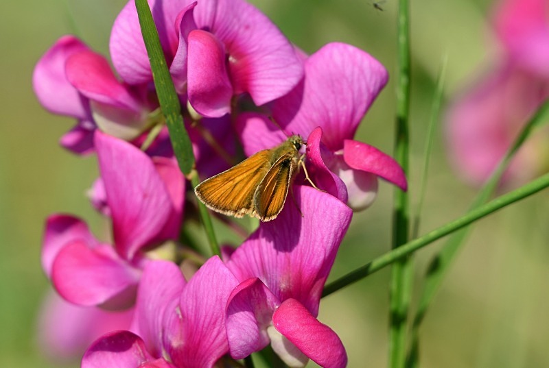 Small Skipper - Butterflies
