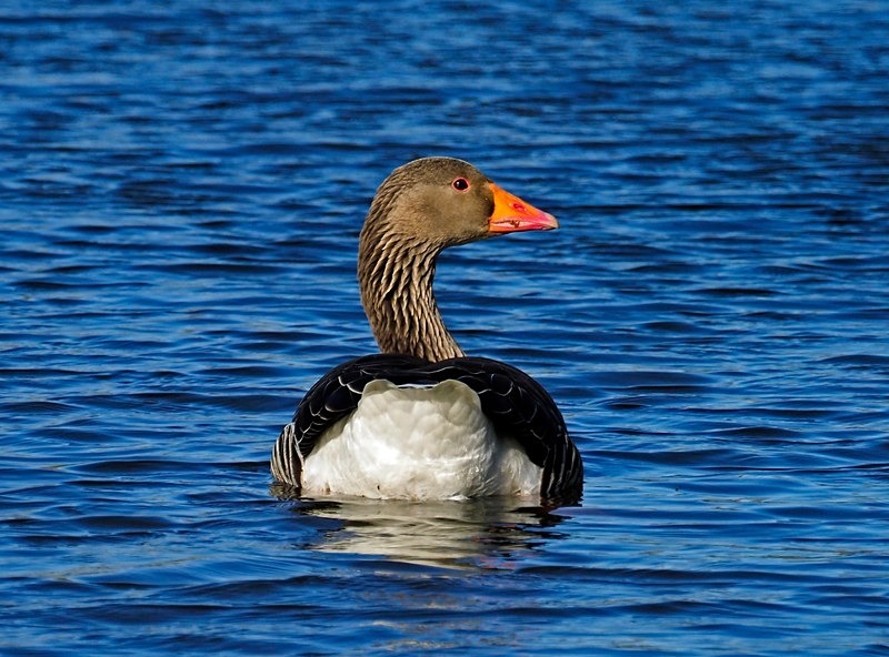 Greylag Goose - Grey geese