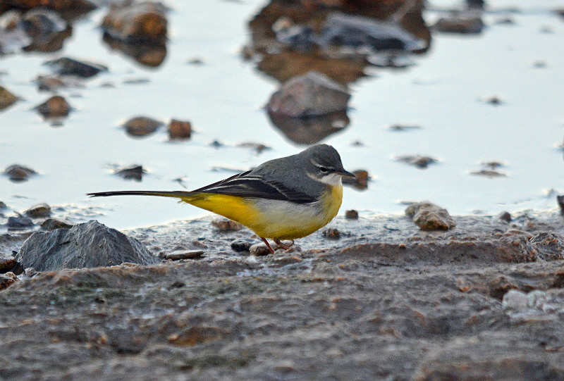 Grey Wagtail - Wagtails