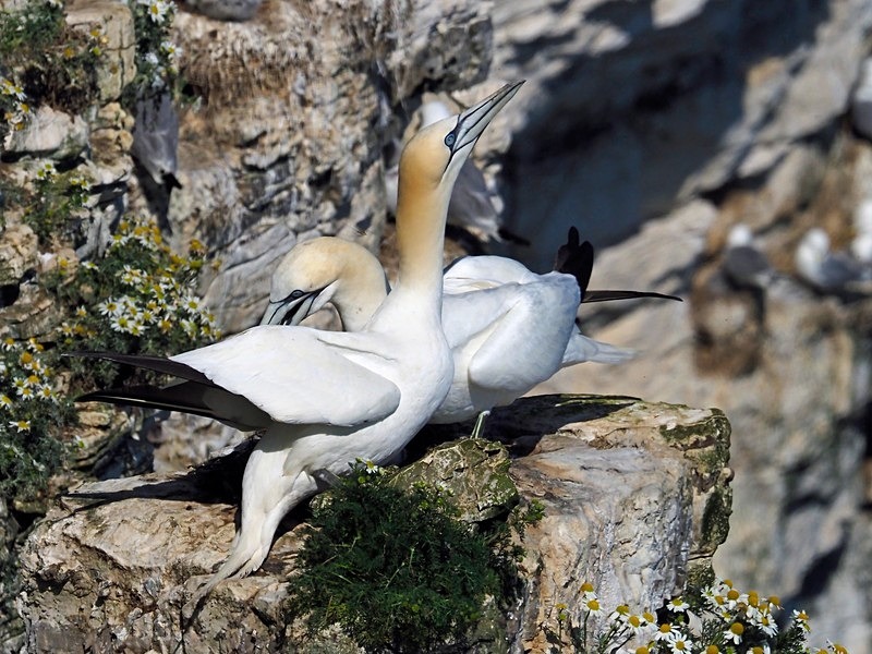 Gannet - Gannets