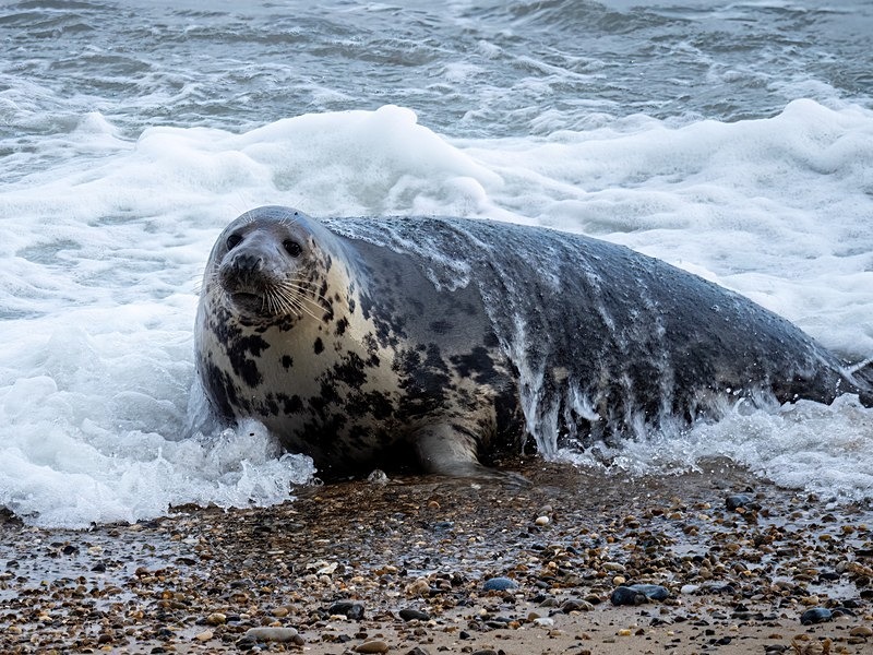 Atlantic Grey Seal - Atlantic Grey Seals