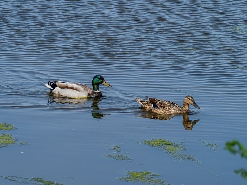 Mallards - Dabbling ducks