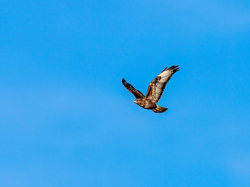 Common Buzzard - Birds of prey