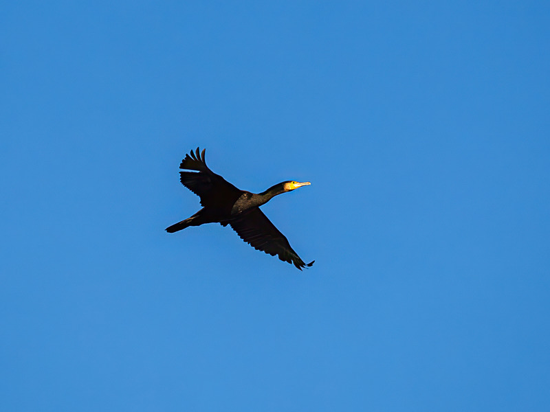 Cormorant - Latest photos