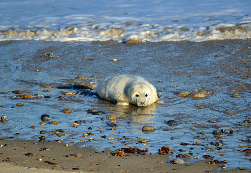 Atlantic Grey Seal - Atlantic Grey Seals