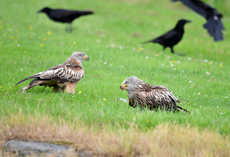 Red Kites - Birds of prey
