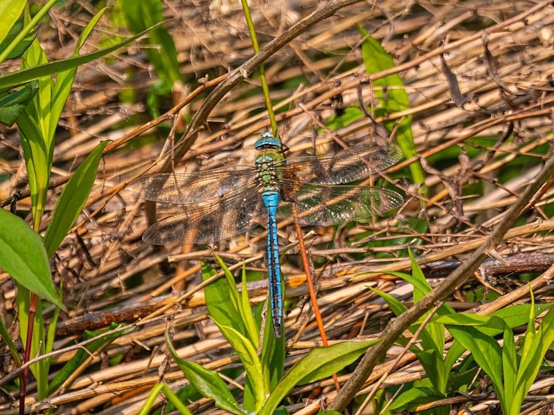Emperor Dragonfly - Dragonflies and damselflies