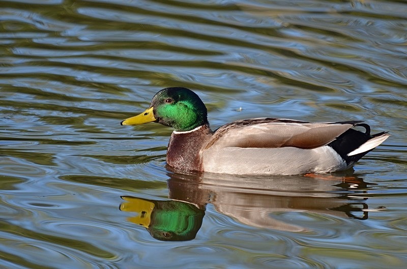 Mallard - Dabbling ducks