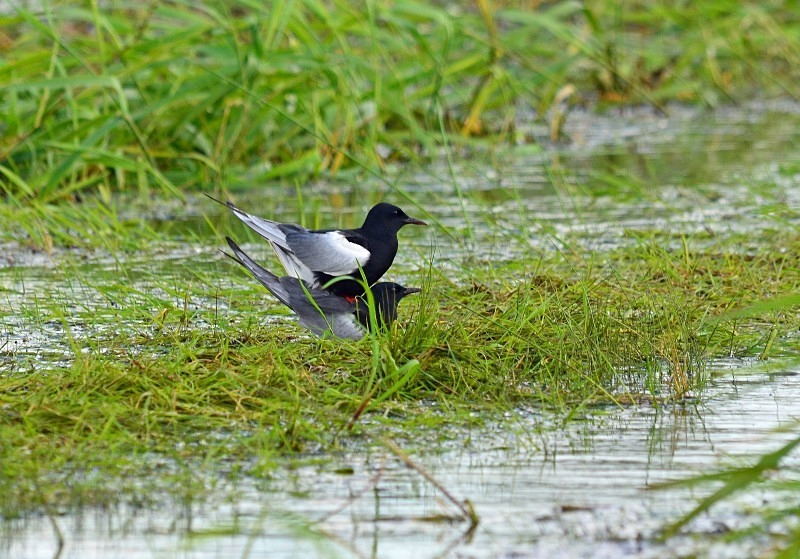White-winged Black Terns - North east Poland - May 2013