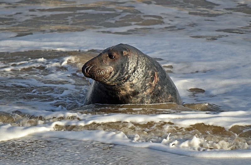Atlantic Grey Seal - Atlantic Grey Seals