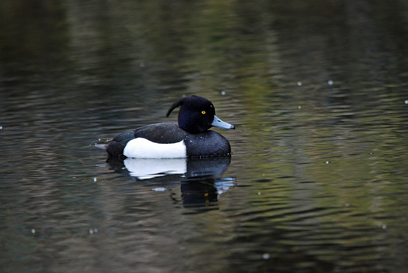 Tufted Duck - Diving ducks