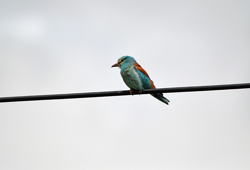 Roller - South and west Spain - April and May 2012