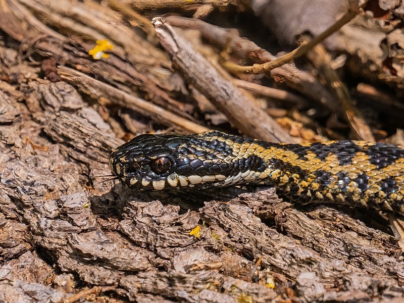 Adder - Snakes