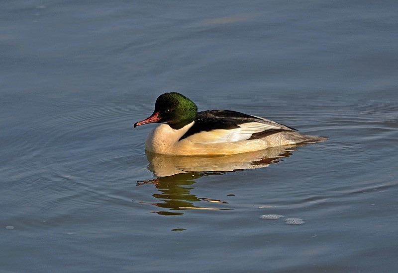Goosander - Sawbills