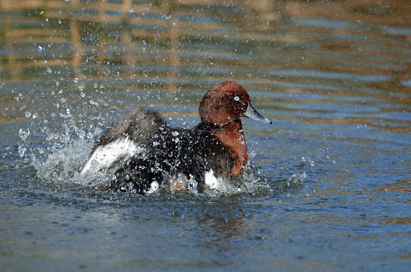 Ferruginous Duck - Diving ducks