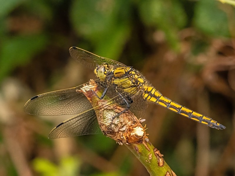 Black-tailed Skimmer - Dragonflies and damselflies