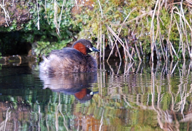 Little Grebe - Grebes