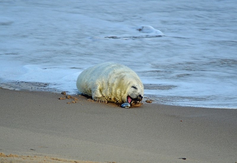 Atlantic Grey Seal - Atlantic Grey Seals