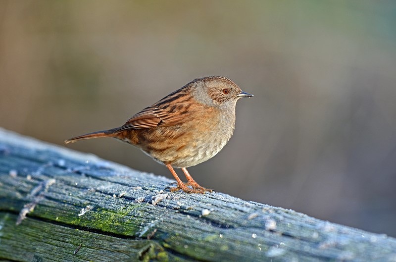 Dunnock - Dunnocks