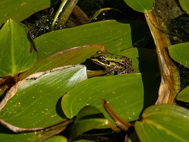 Edible Frog - Frogs and toads