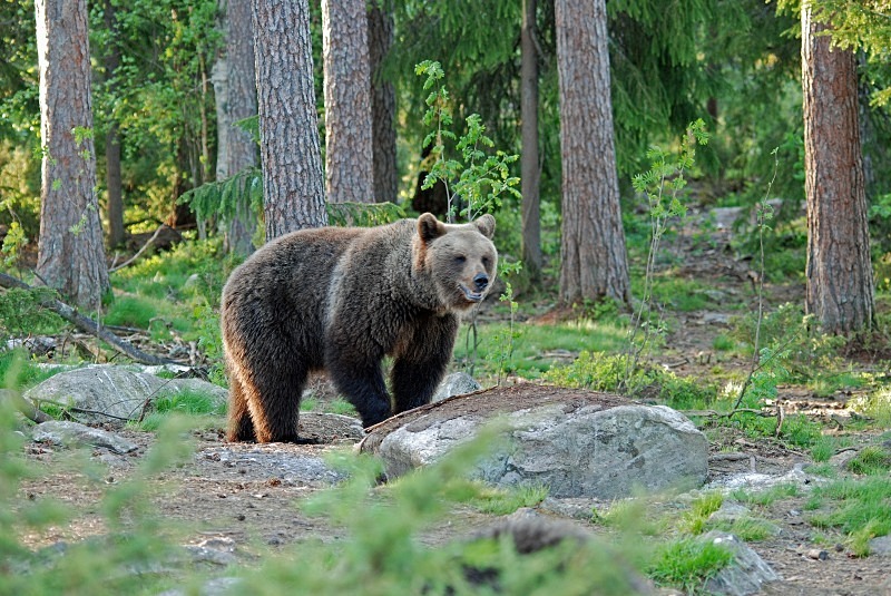 Brown Bear - North Finland and north Norway - May and June 2009