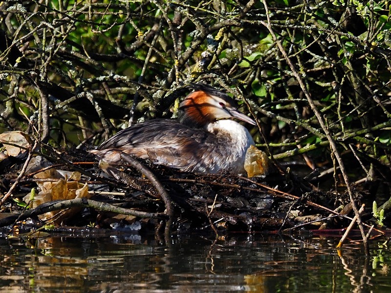 Great Crested Grebe - Grebes