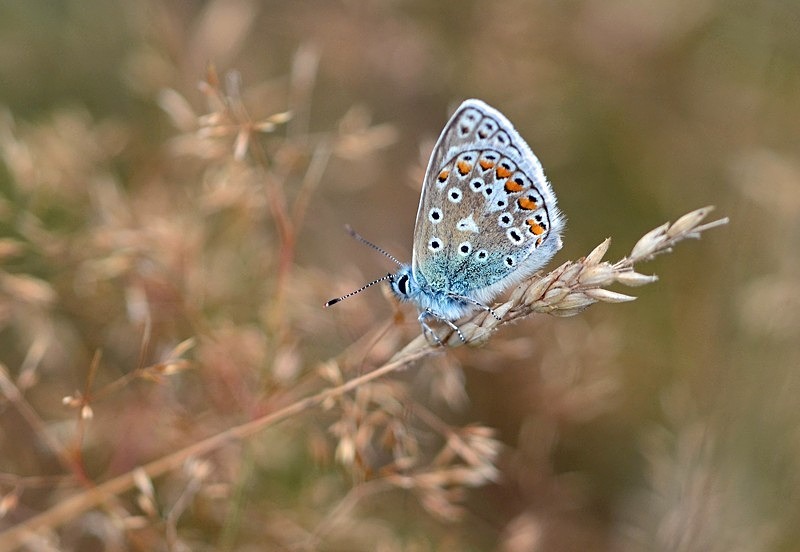 Common Blue - Butterflies