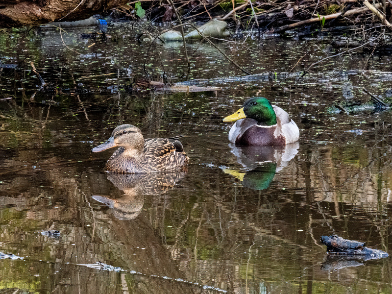 Mallards - Latest photos