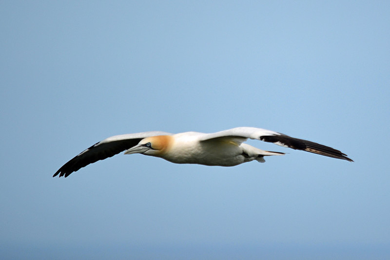 Gannet - Gannets