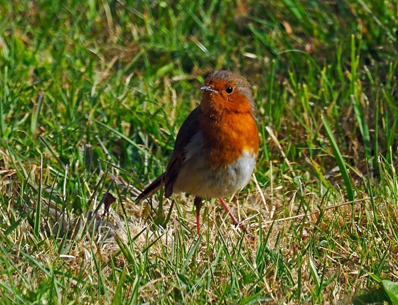 Robin - Robins