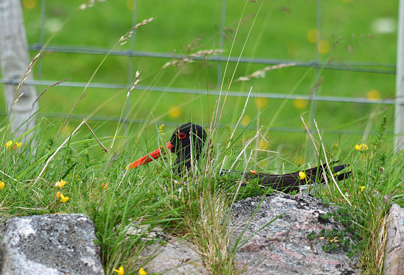 Oystercatcher - Oystercatchers