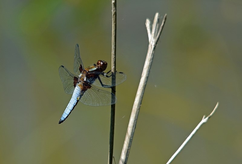 Broad-bodied Chaser - Slovakia