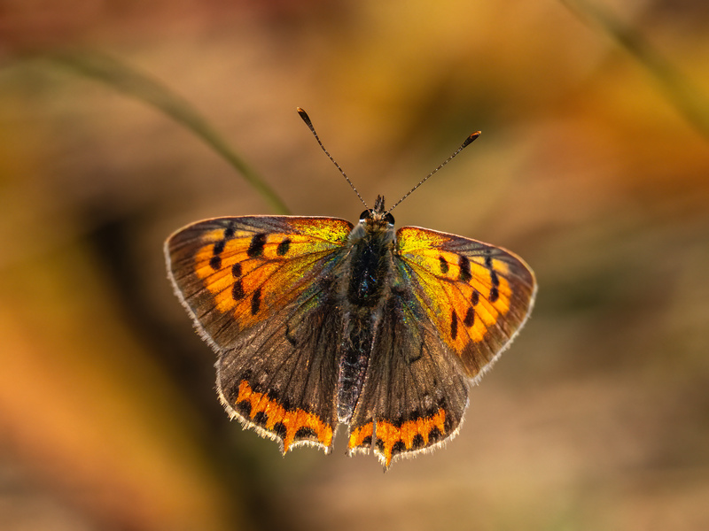 August 2023 - Small Copper - Photos of the month