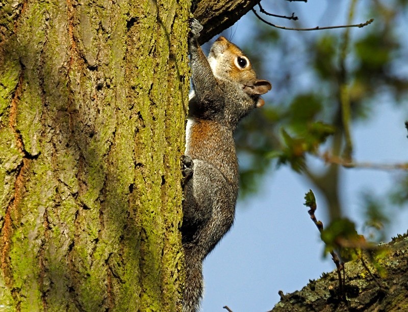 Grey Squirrel - Grey Squirrels