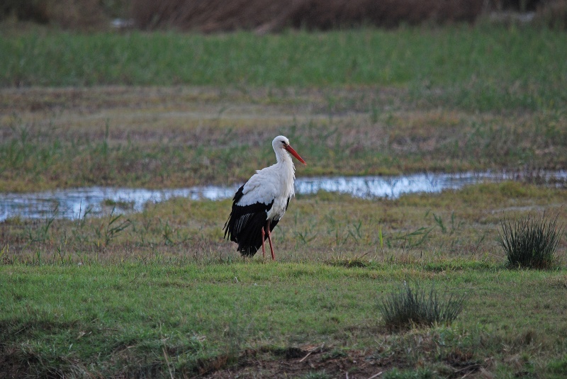 White Stork - Catalunya