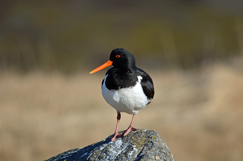 Oystercatcher - Westfjords