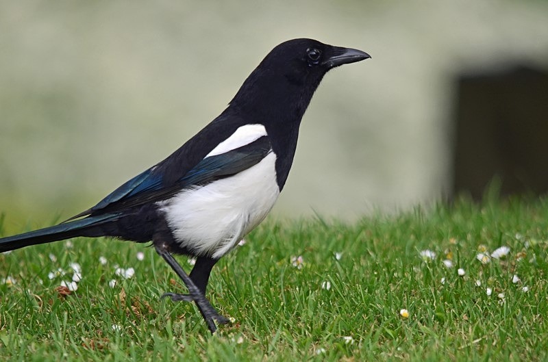 Magpie - Crows