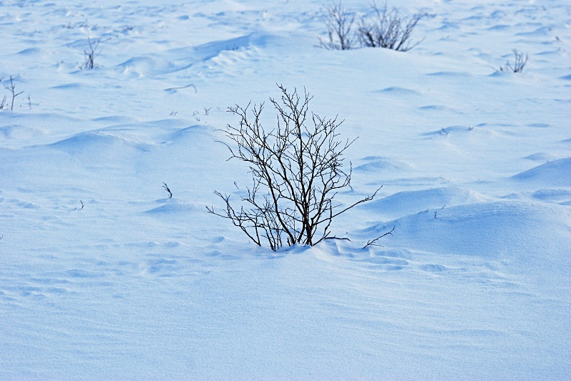 Reindeer - Kvaløya and Sommarøy