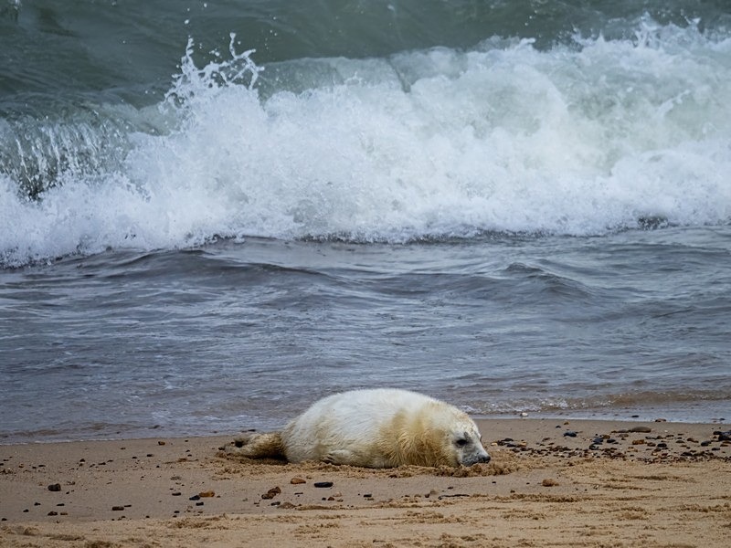 Atlantic Grey Seal - Atlantic Grey Seals