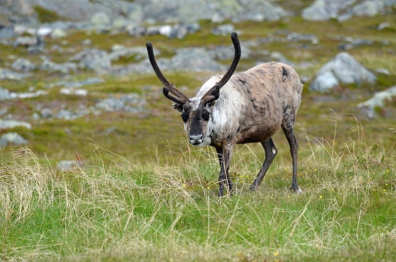 Reindeer - North Norway