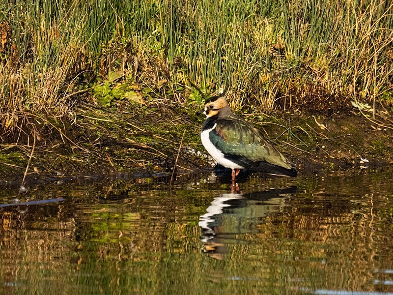 Lapwing - Plovers